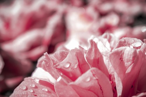pink  flower  rose