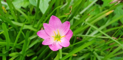 pink  natural  flower