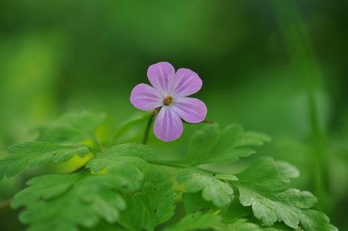 pink  flower  stork's