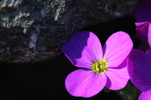 pink  blossom  bloom