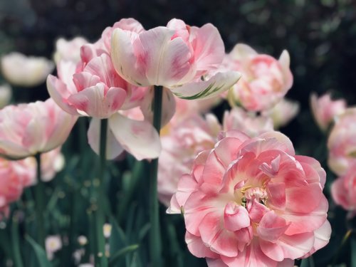 pink  flowers  garden