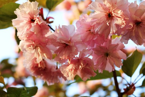 pink  flowers  tree