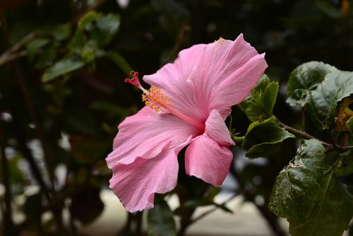pink  hibiscus  flower