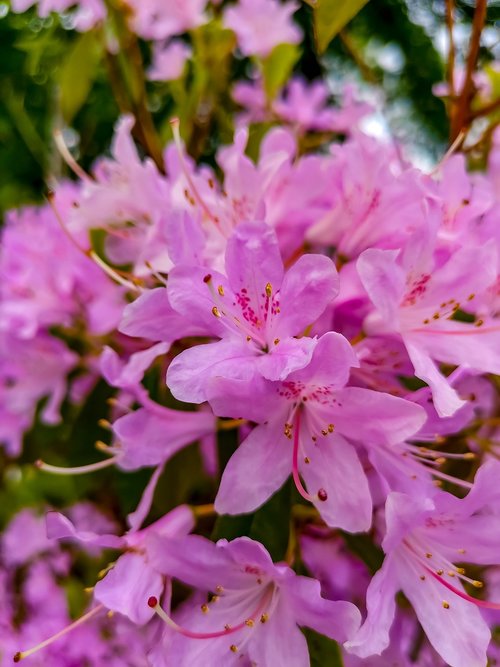 pink  background  nature