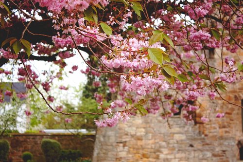 pink  flowers  spring