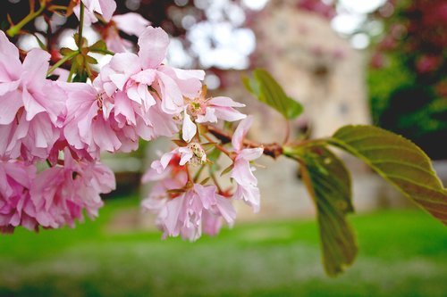 pink  flowers  spring