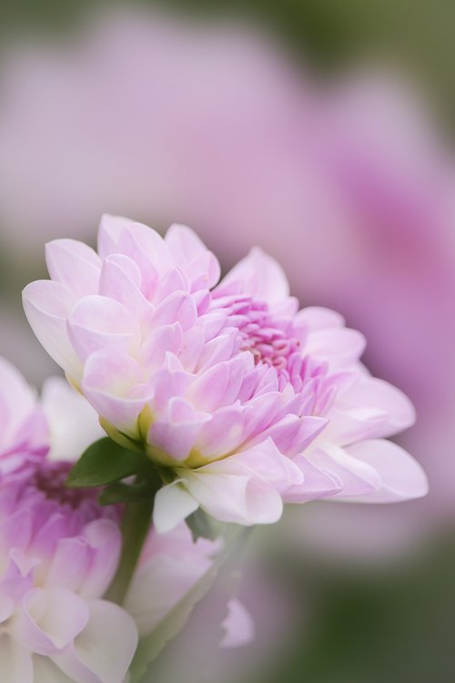 pink  dahlia  flower