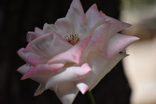 pink  flora  nature