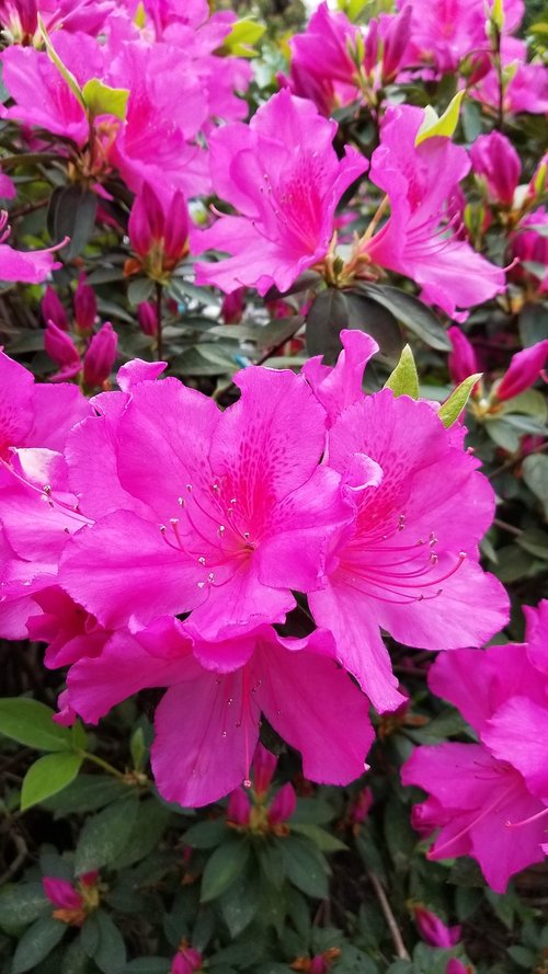 pink  azalea  spring