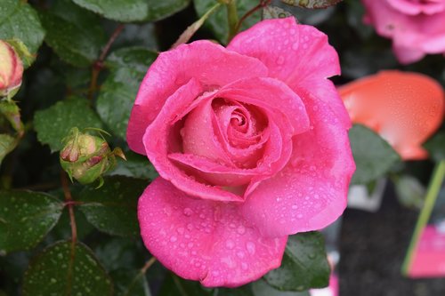 pink  rosebush  pink rain drops