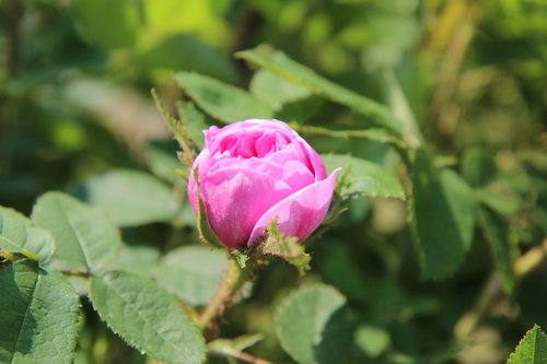 pink  pink rose  roses