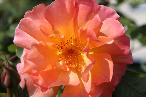 pink  orange rose  rosebush