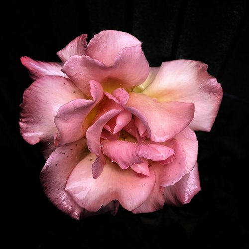 pink  flower  beauty
