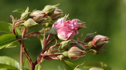 pink  garden  nature