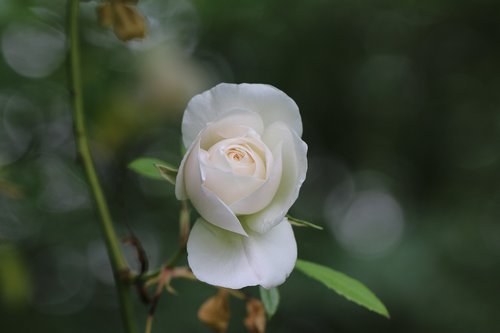 pink  rosebush  flower