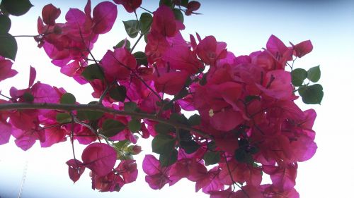 pink blossom bloom