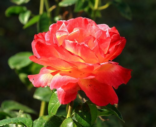 pink  garden  nature