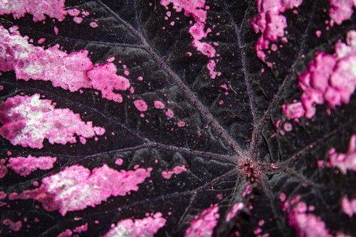 pink  plant  flower