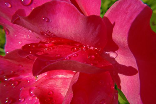 pink rosebush flowers