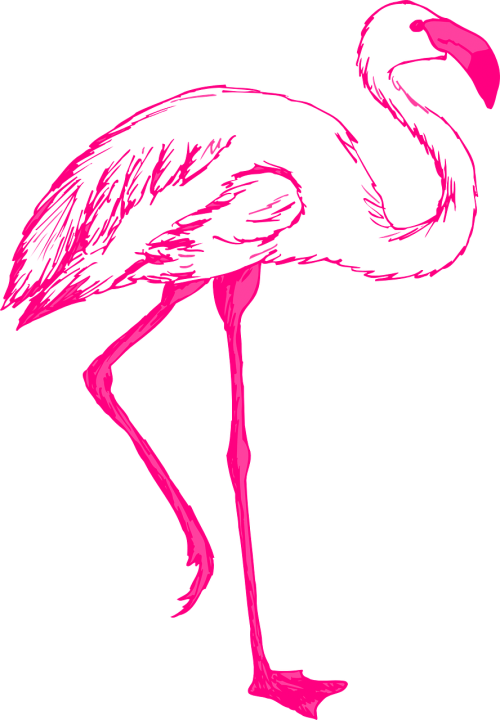 pink bird wings