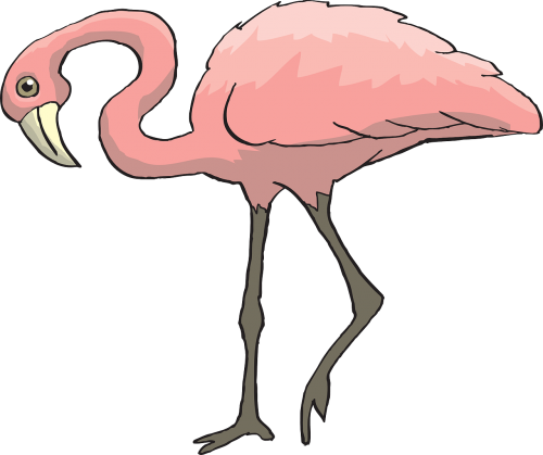 pink bird flamingo