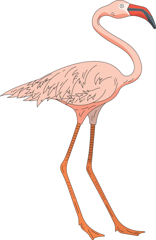 pink bird wings