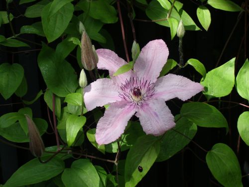 pink flower clematis