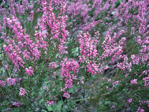 pink heath moorland
