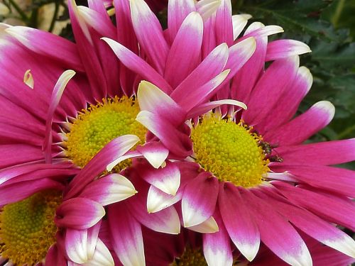 pink daisy flower