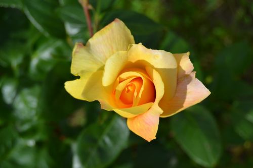 pink flower yellow rose
