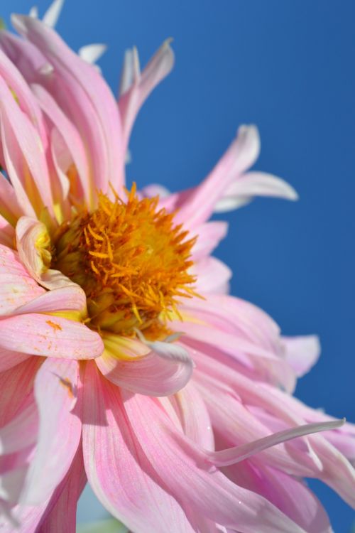 pink flower blue