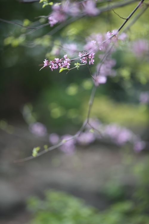 pink blossom nature