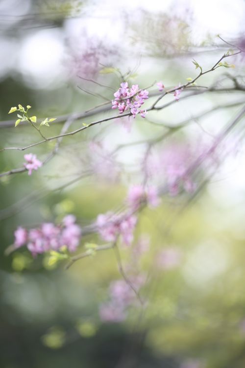 pink blossom nature