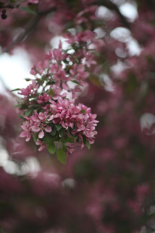 pink blossom nature