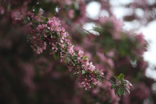 pink blossom nature