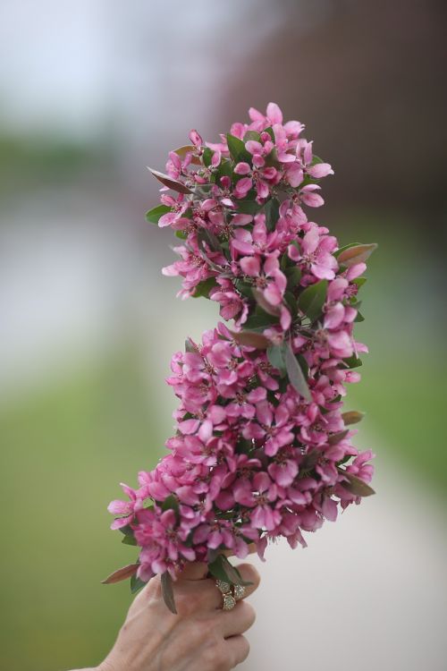 pink blossom nature