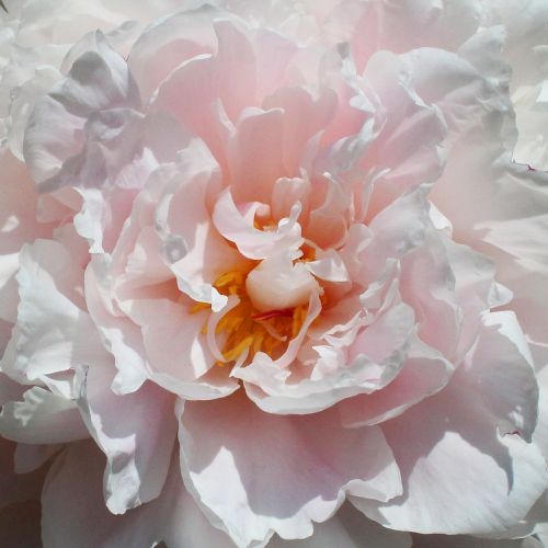 pink rose spring