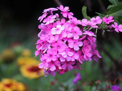 pink flowers floral