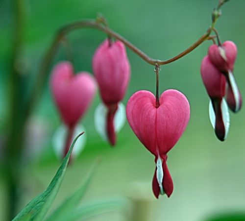 pink heart shape flower