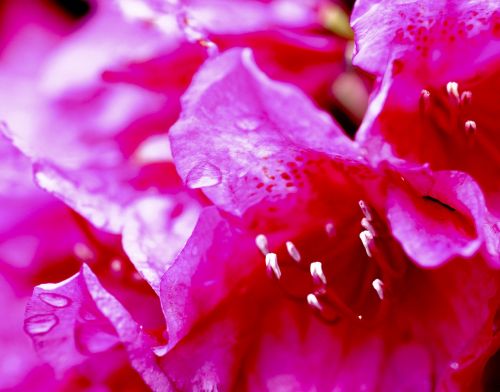 pink flower drip