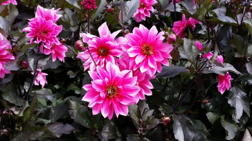 pink flowers pink white