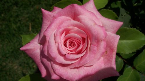 pink rose bloom