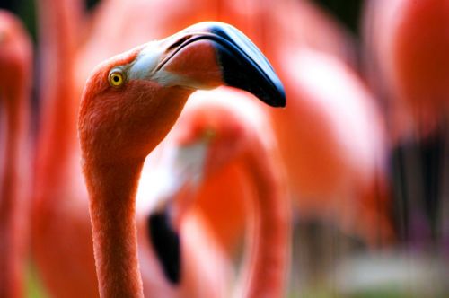 pink flamingos birds