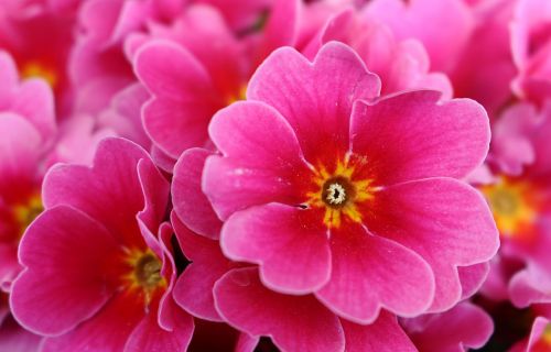 pink flower blossom