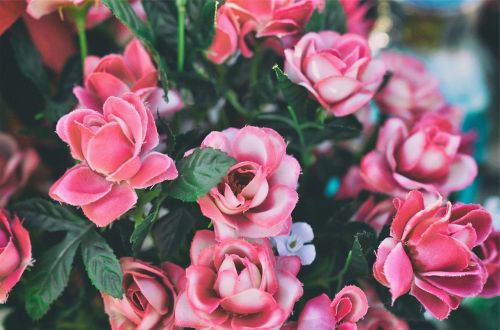 pink roses flowers