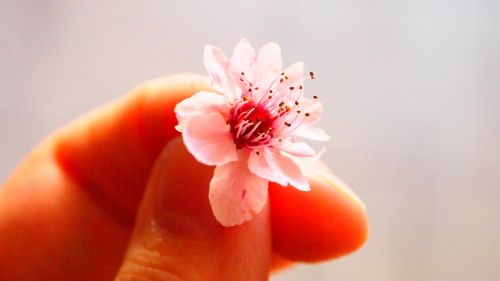 pink flower small