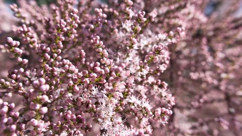 pink tiny flowers