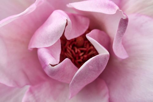 pink garden flowers