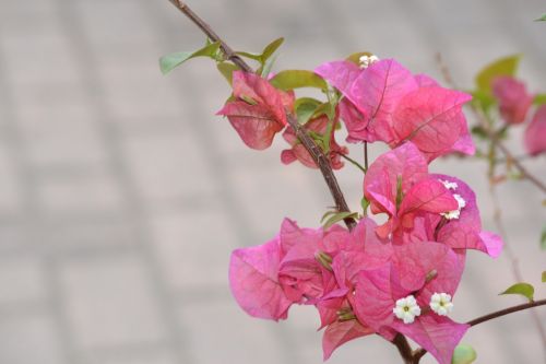 pink flowers garden