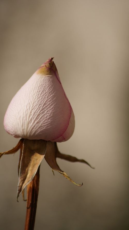 pink rose flower petals